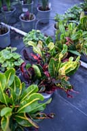 Mamey Croton with colourful curled foliage in nursery containers