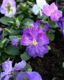 Matrix Lavender Shades Pansy - Image 3