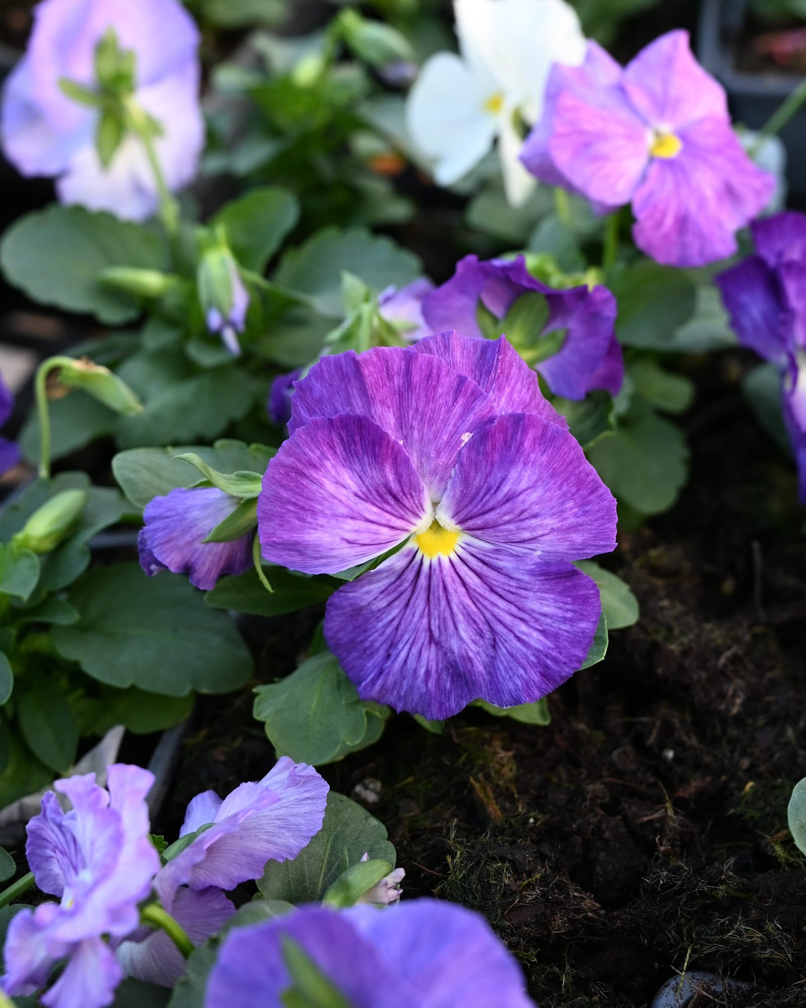 Matrix Lavender Shades Pansy - view 3