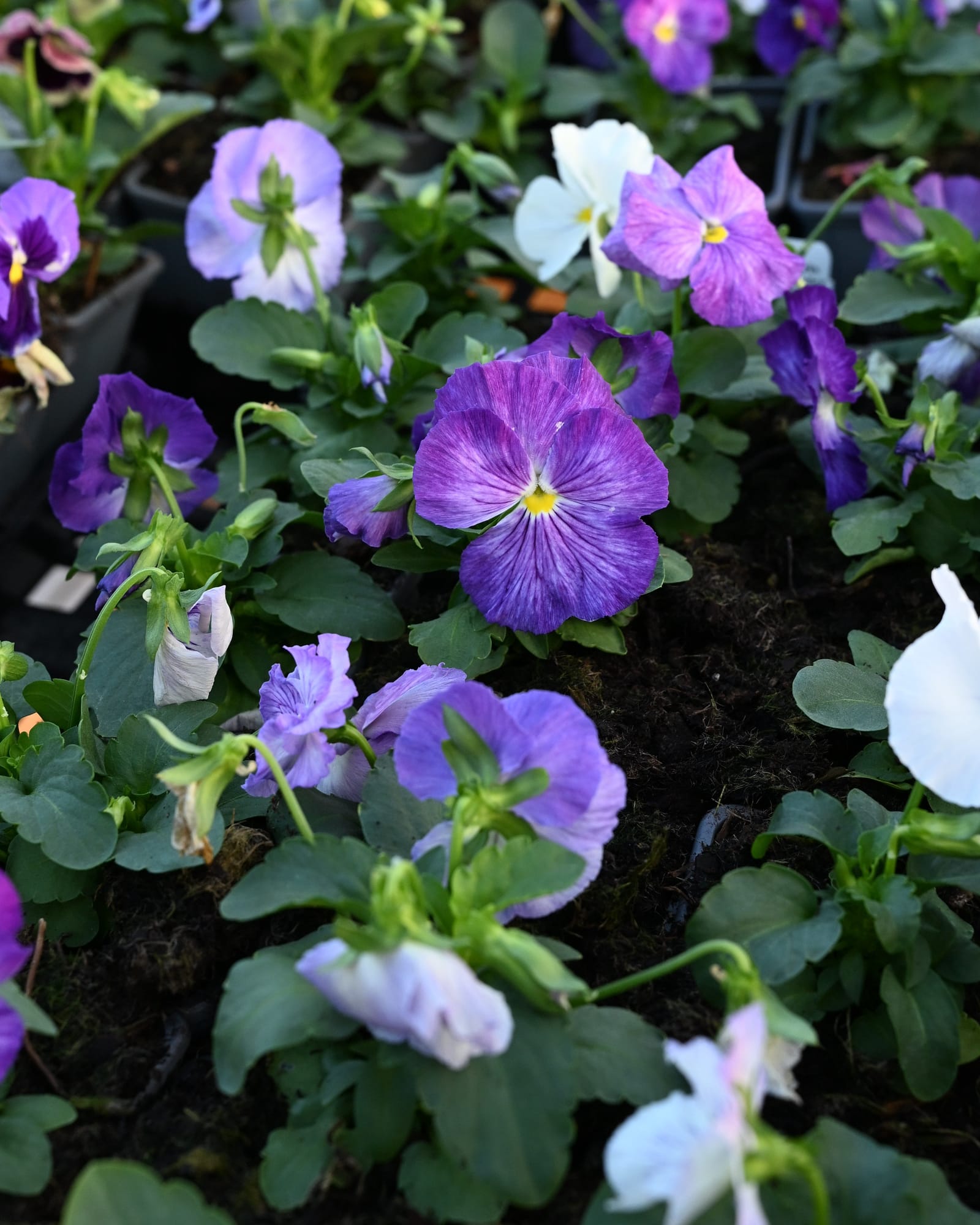 Matrix Lavender Shades Pansy