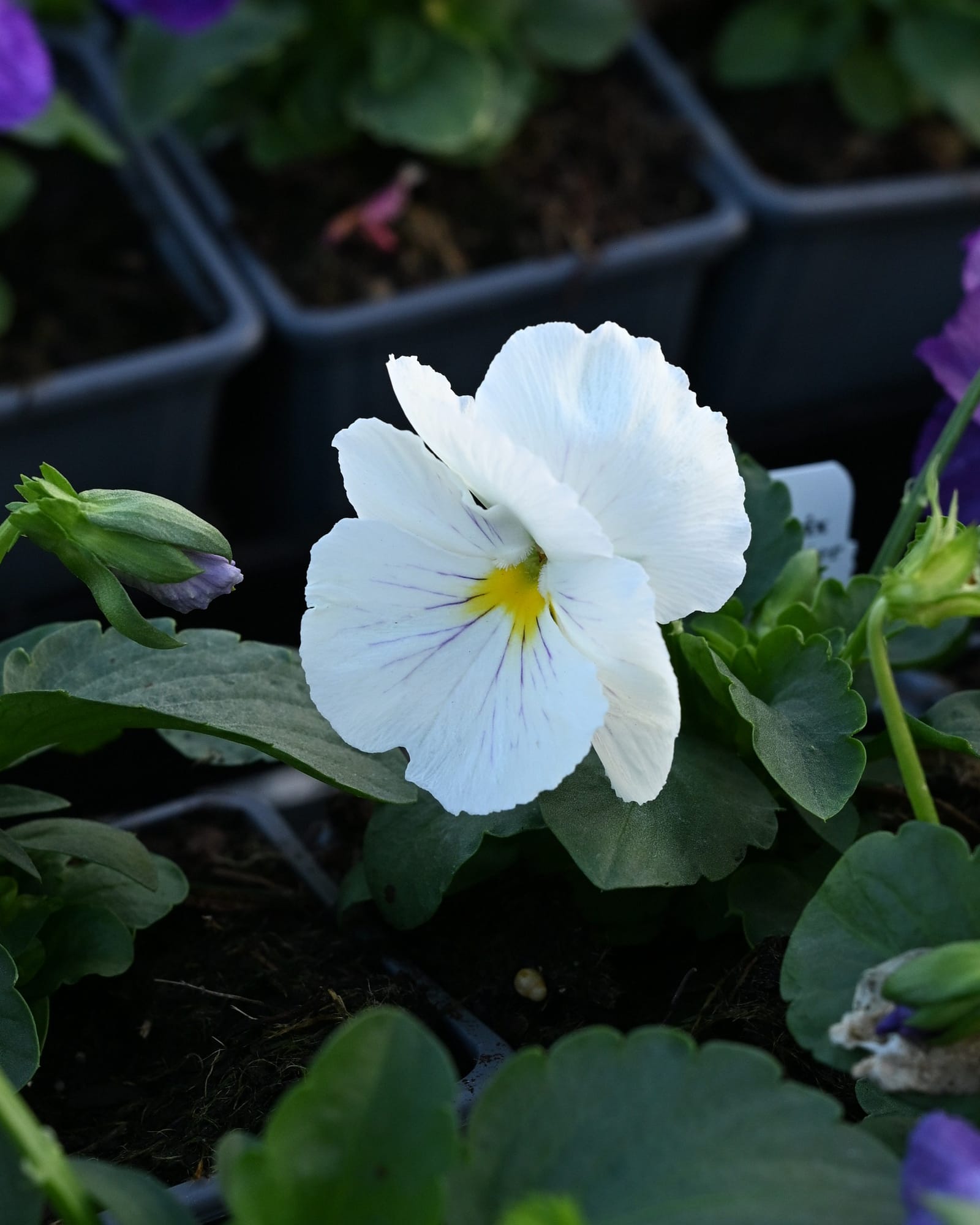 Matrix Lavender Shades Pansy - view 2