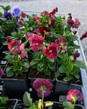 Matrix Rose Pansy - Image 2