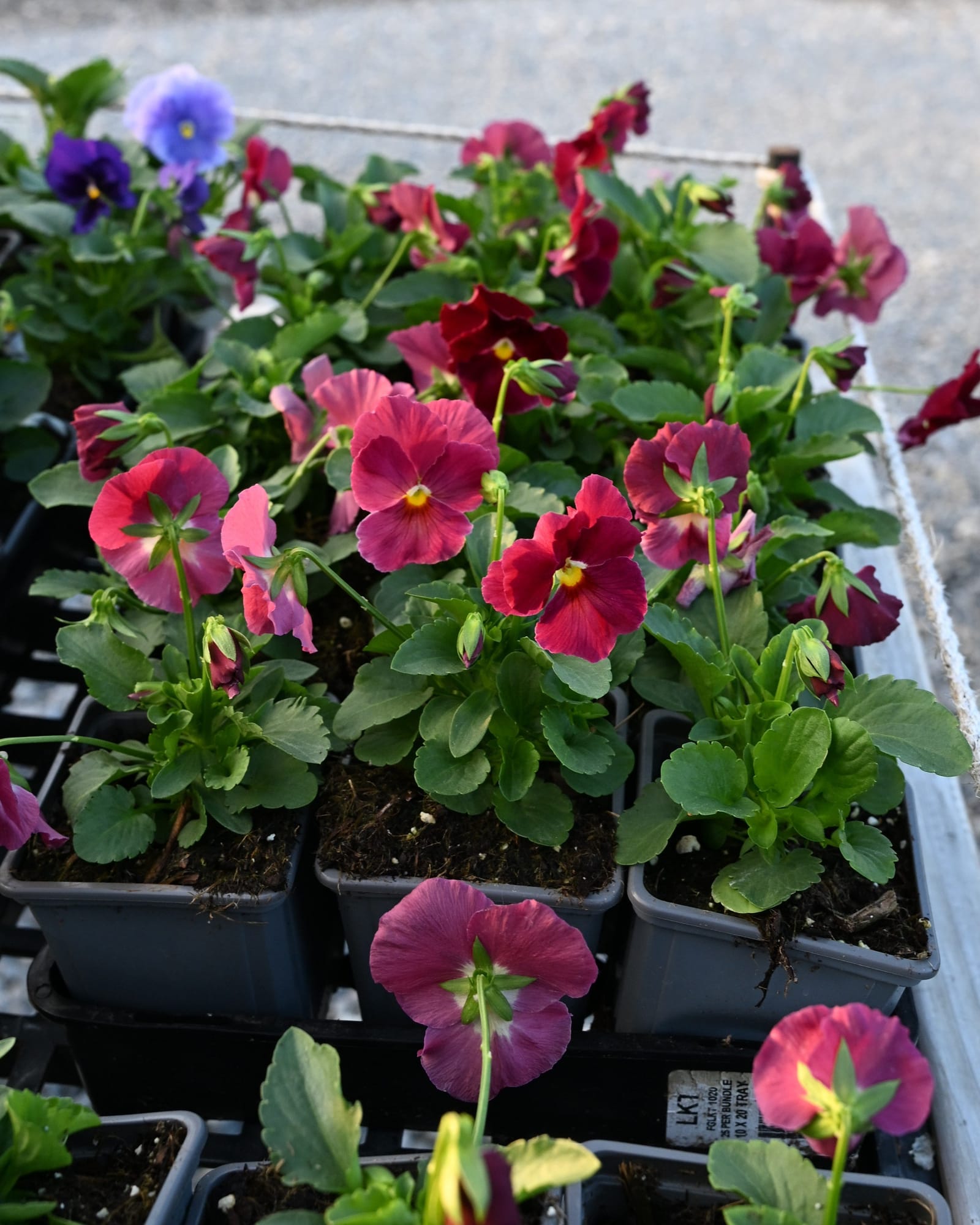 Matrix Rose Pansy - view 2