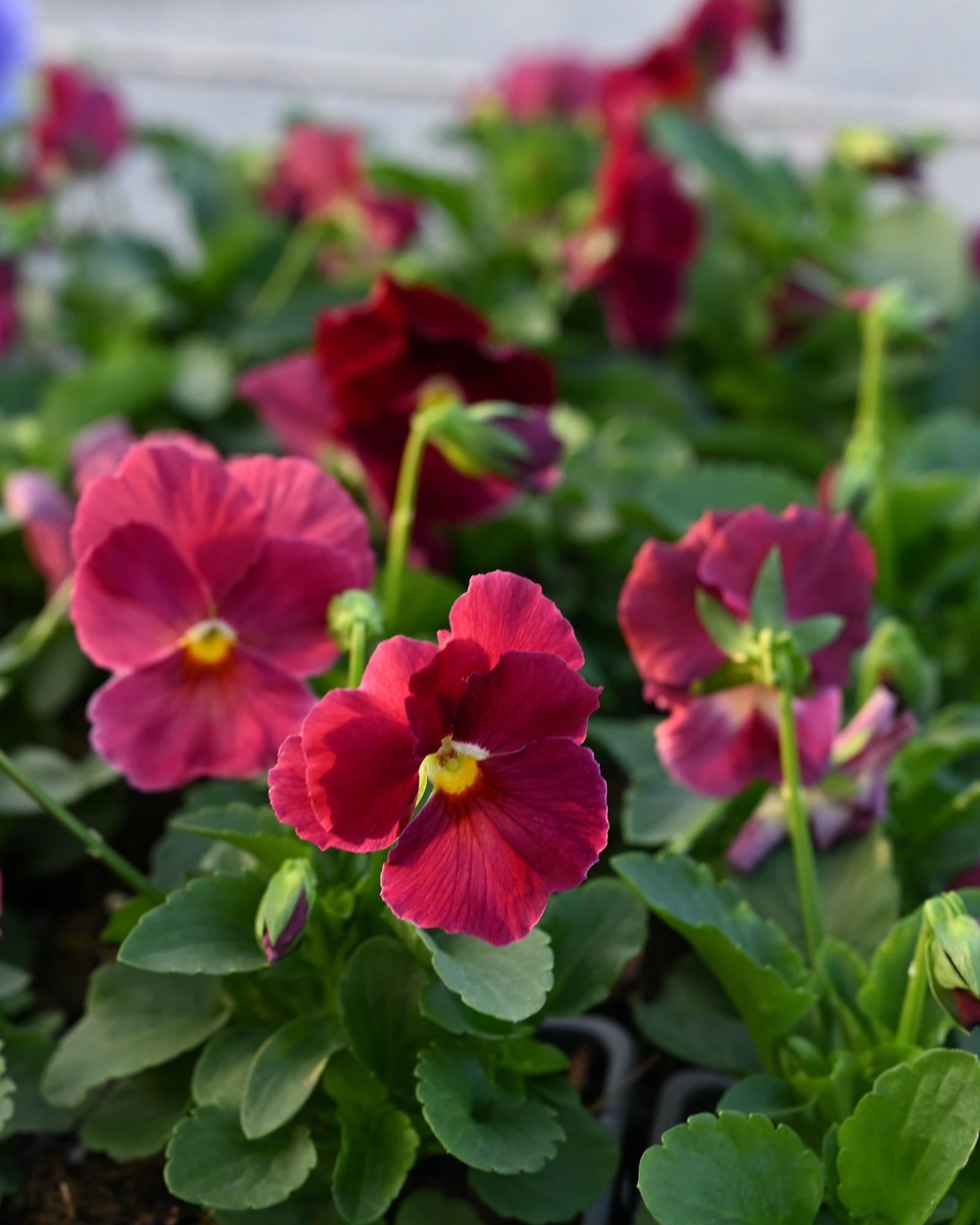 Matrix Rose Pansy