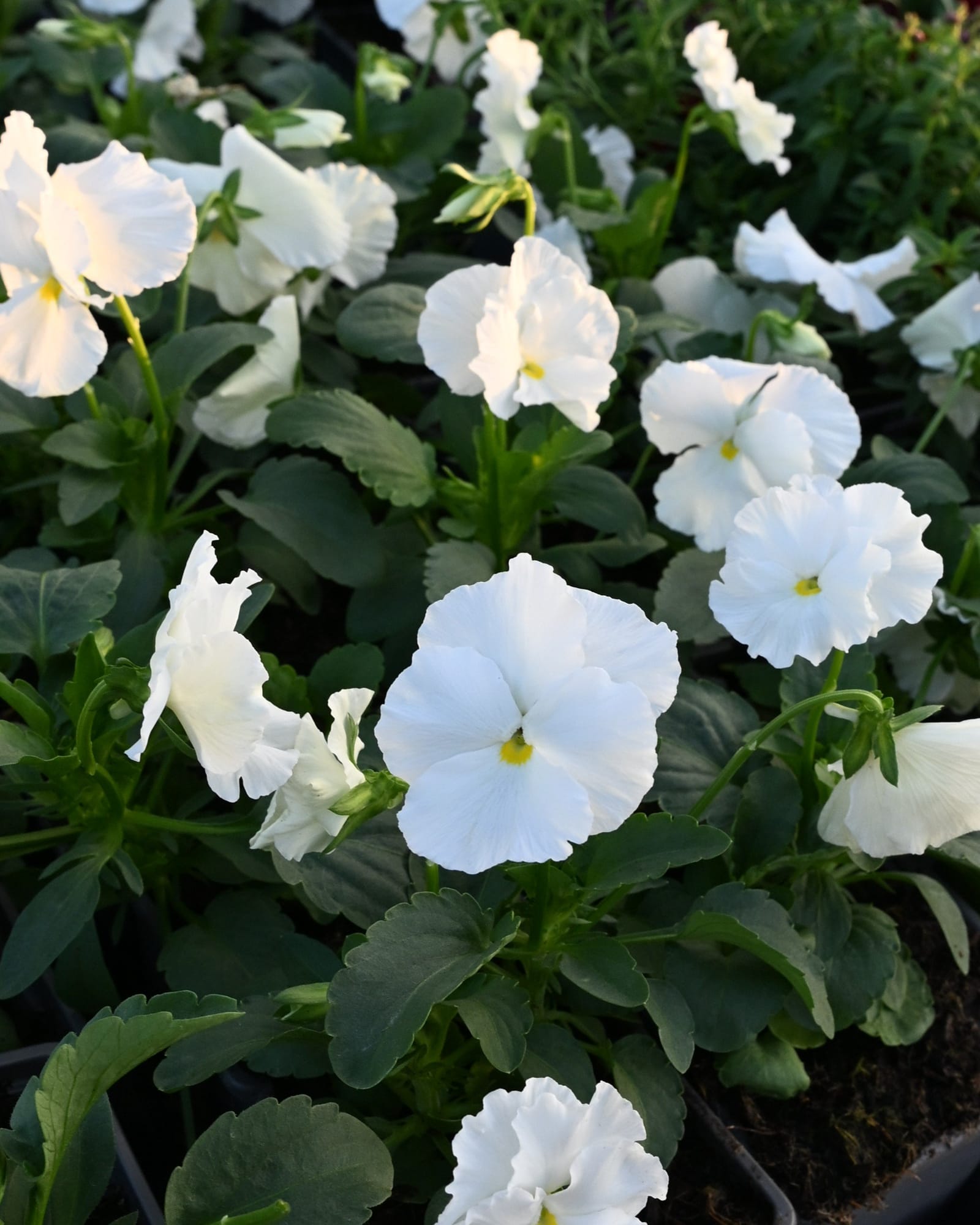 Matrix White Pansy