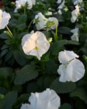 Matrix White Pansy - Image 3