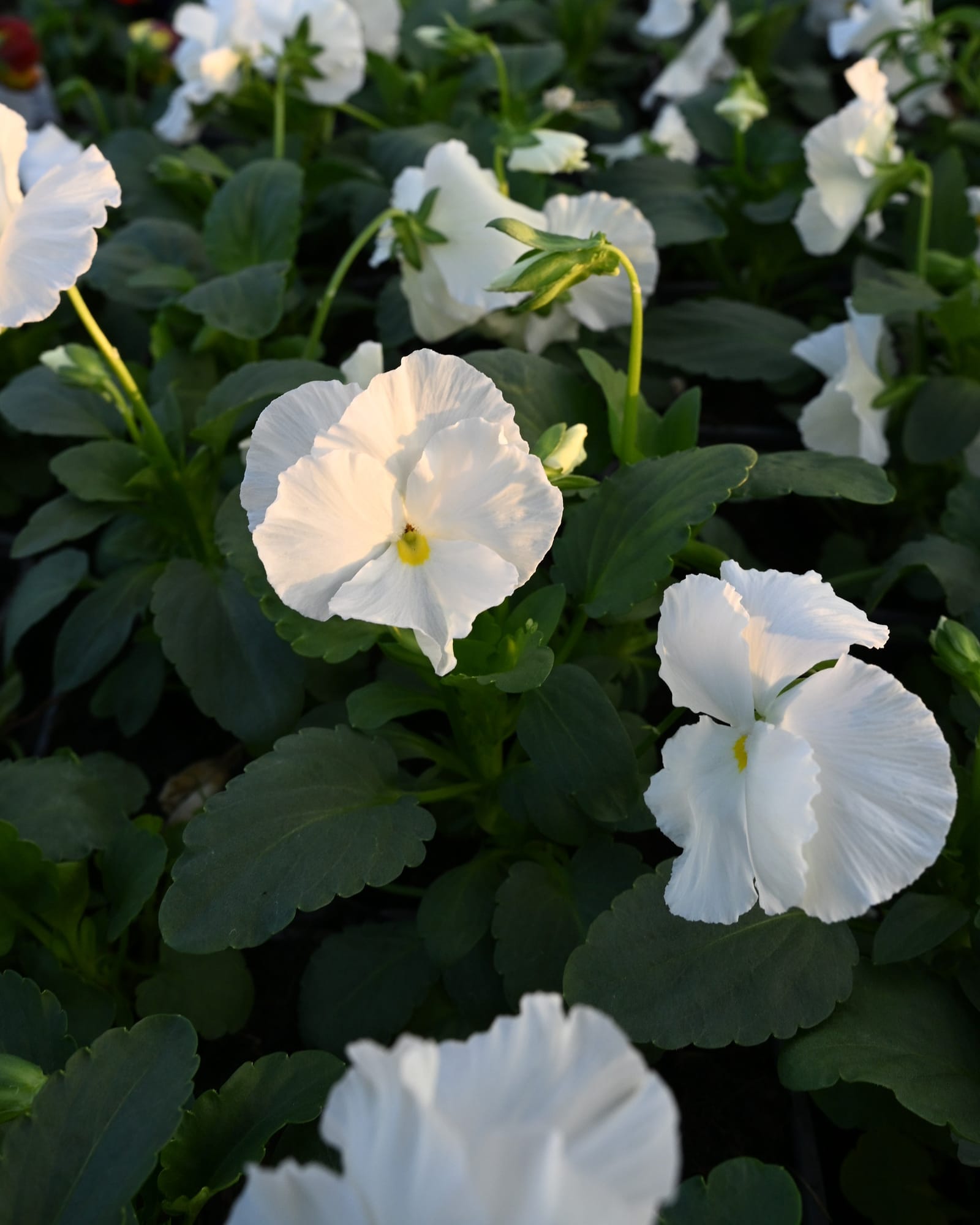 Matrix White Pansy - view 3