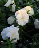 Matrix White Pansy - Image 2
