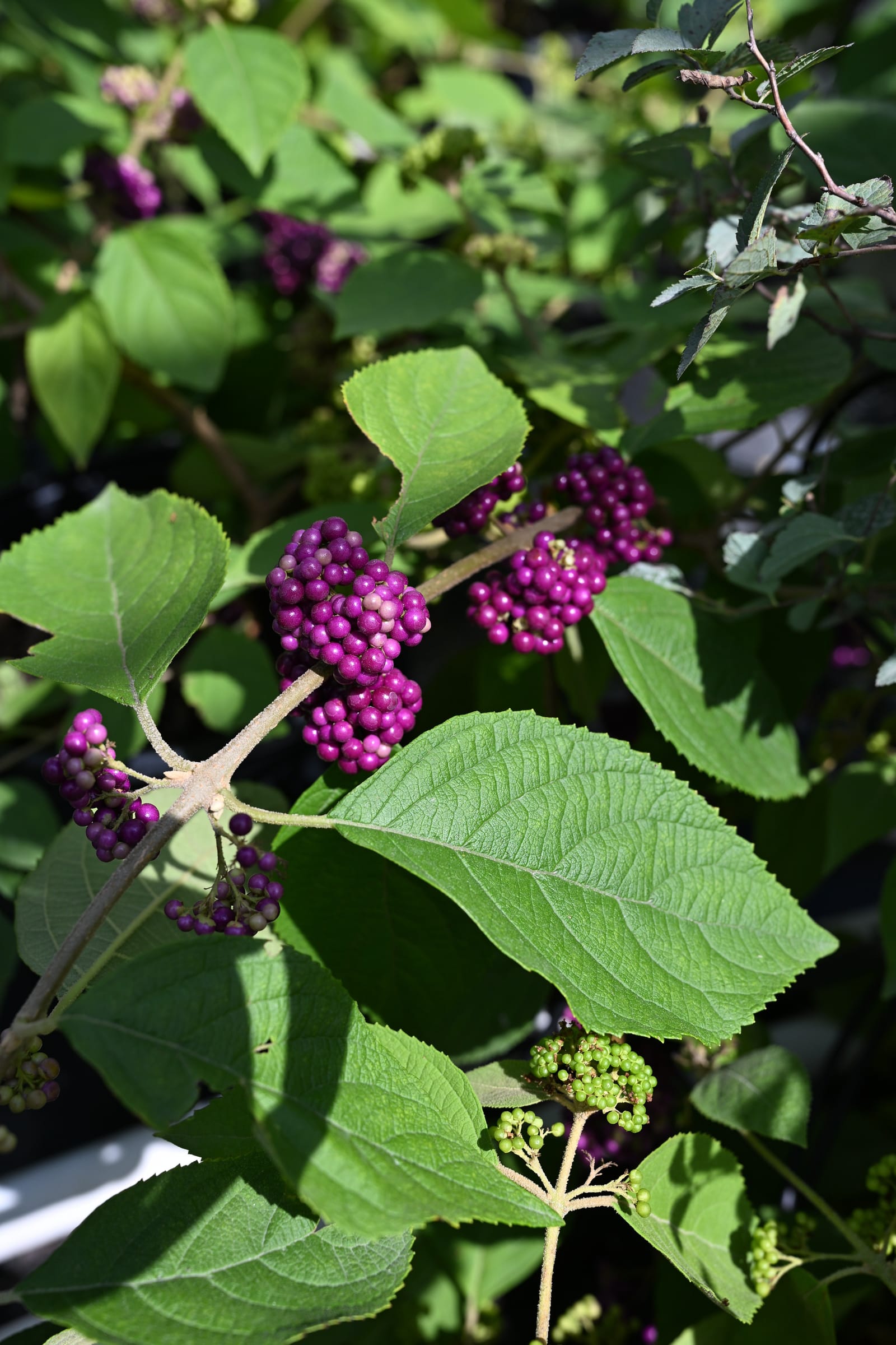 Mexican Beautyberry - view 2