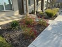 Mirage Cherry Red Salvia Greggii with red flowers in a residential landscape beside a concrete walkway