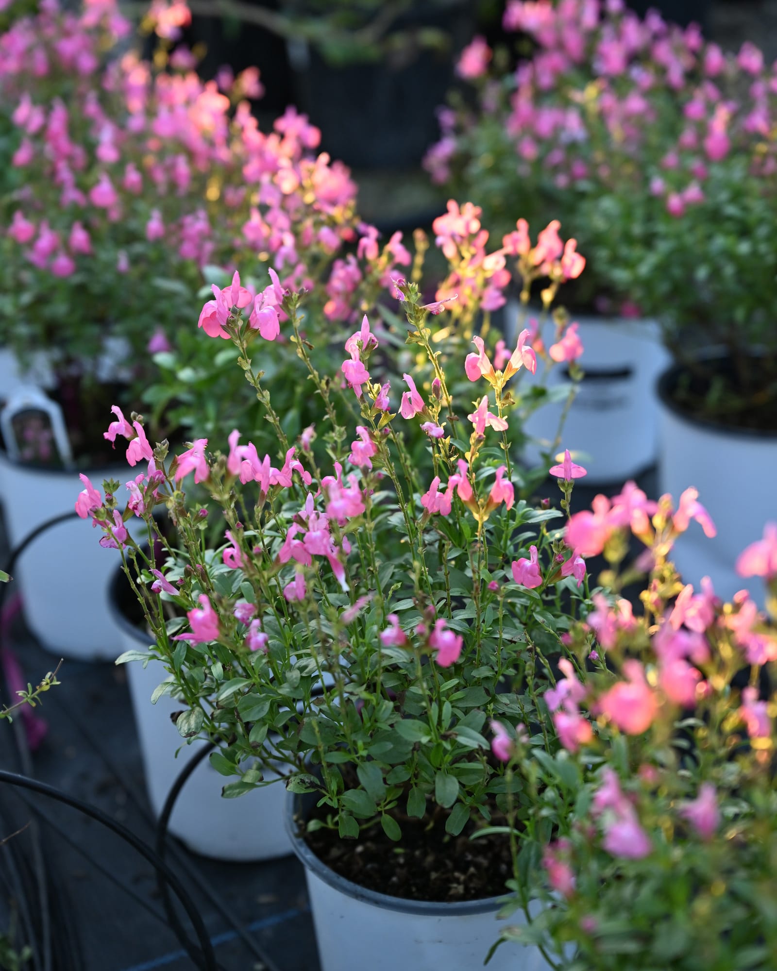 Mirage Pink Salvia Greggii - Image 2