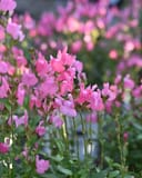 Mirage Pink Salvia Greggii - Main Image