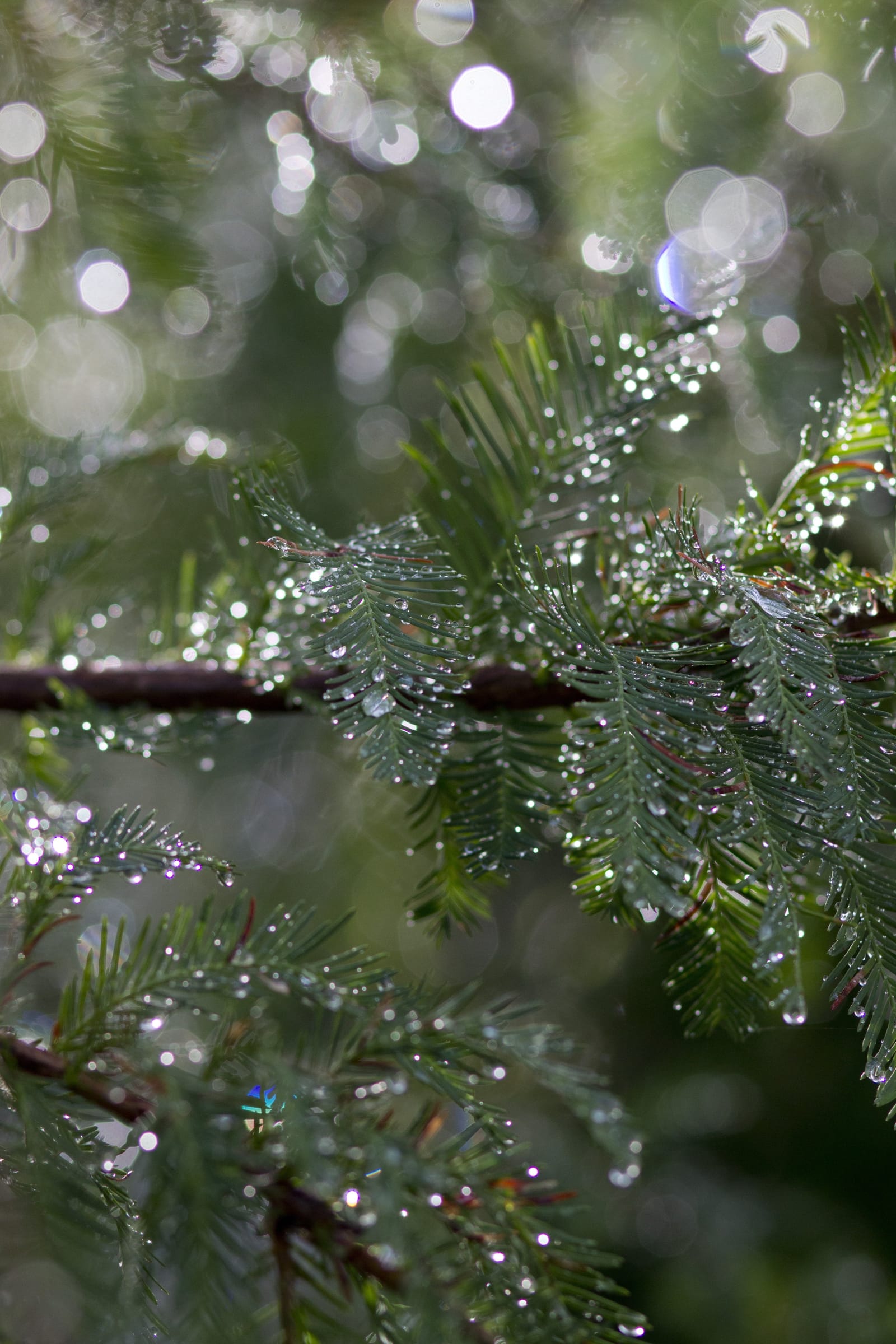 Montezuma Cypress - view 4