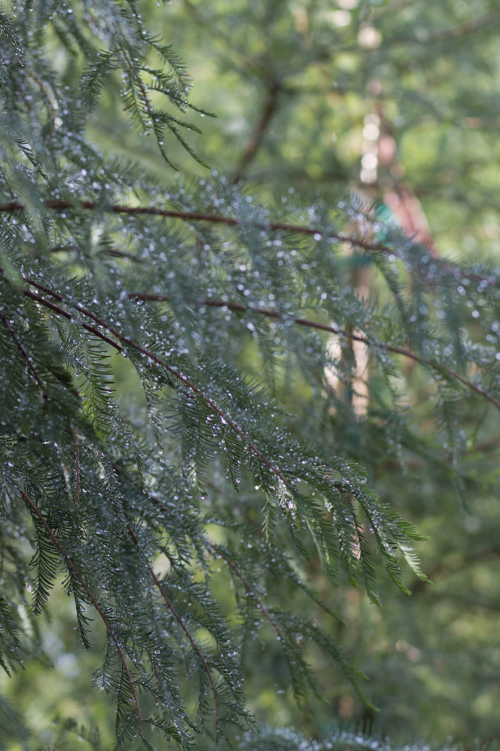 Montezuma Cypress - view 5