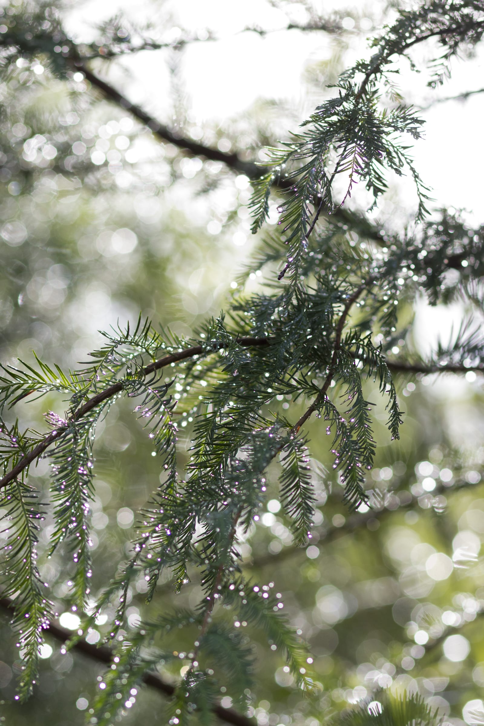 Montezuma Cypress - view 3