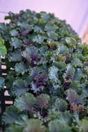Nagoya Red Kale with dense ruffled green and purple foliage in a nursery container