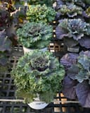 Nagoya Rose Kale - Image 3