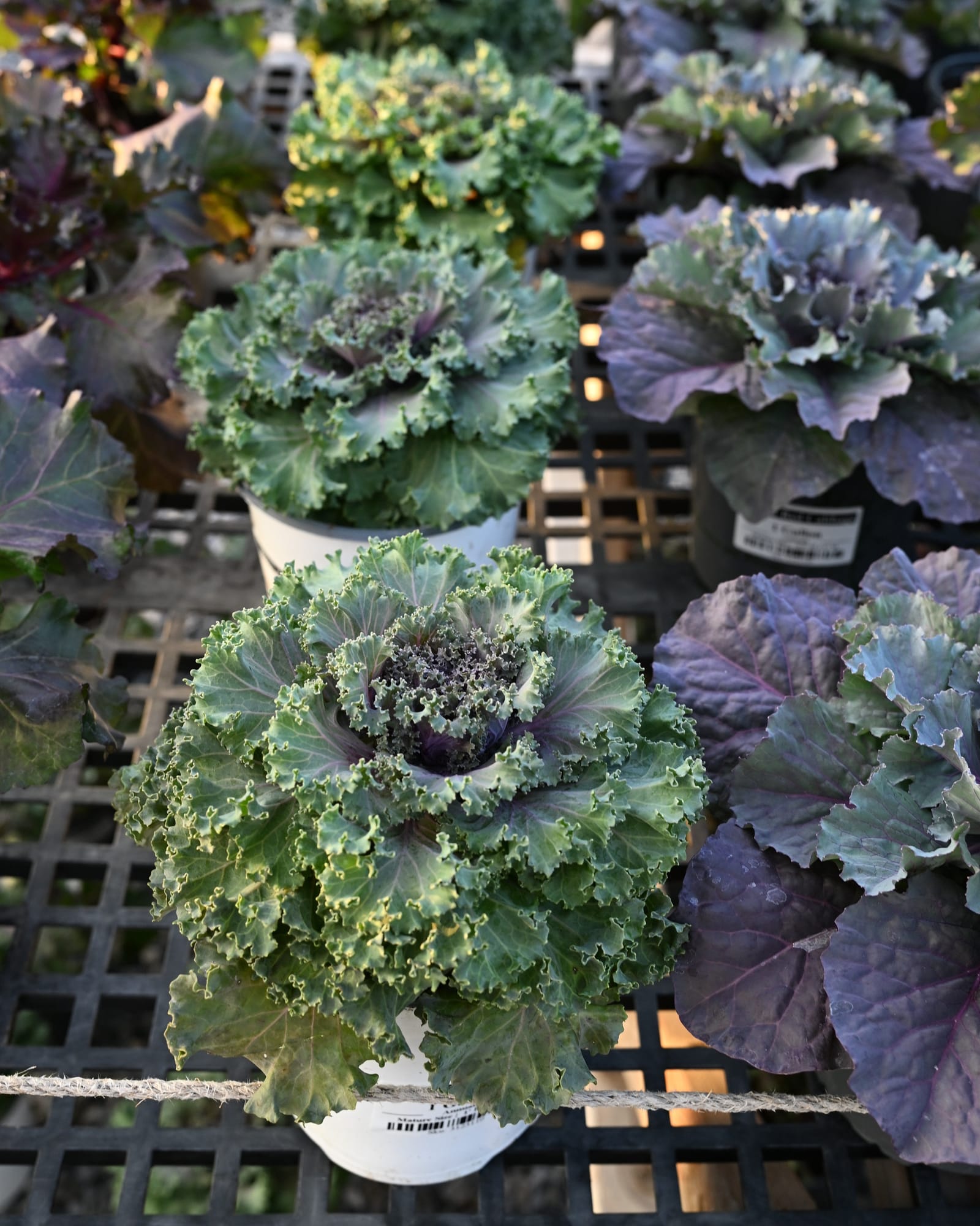 Nagoya Rose Kale - view 3