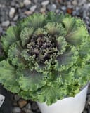 Nagoya Rose Kale - Image 6