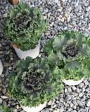 Nagoya Rose Kale - Image 7
