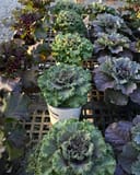 Nagoya Rose Kale - Image 5