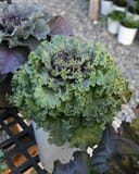 Nagoya Rose Kale - Image 2