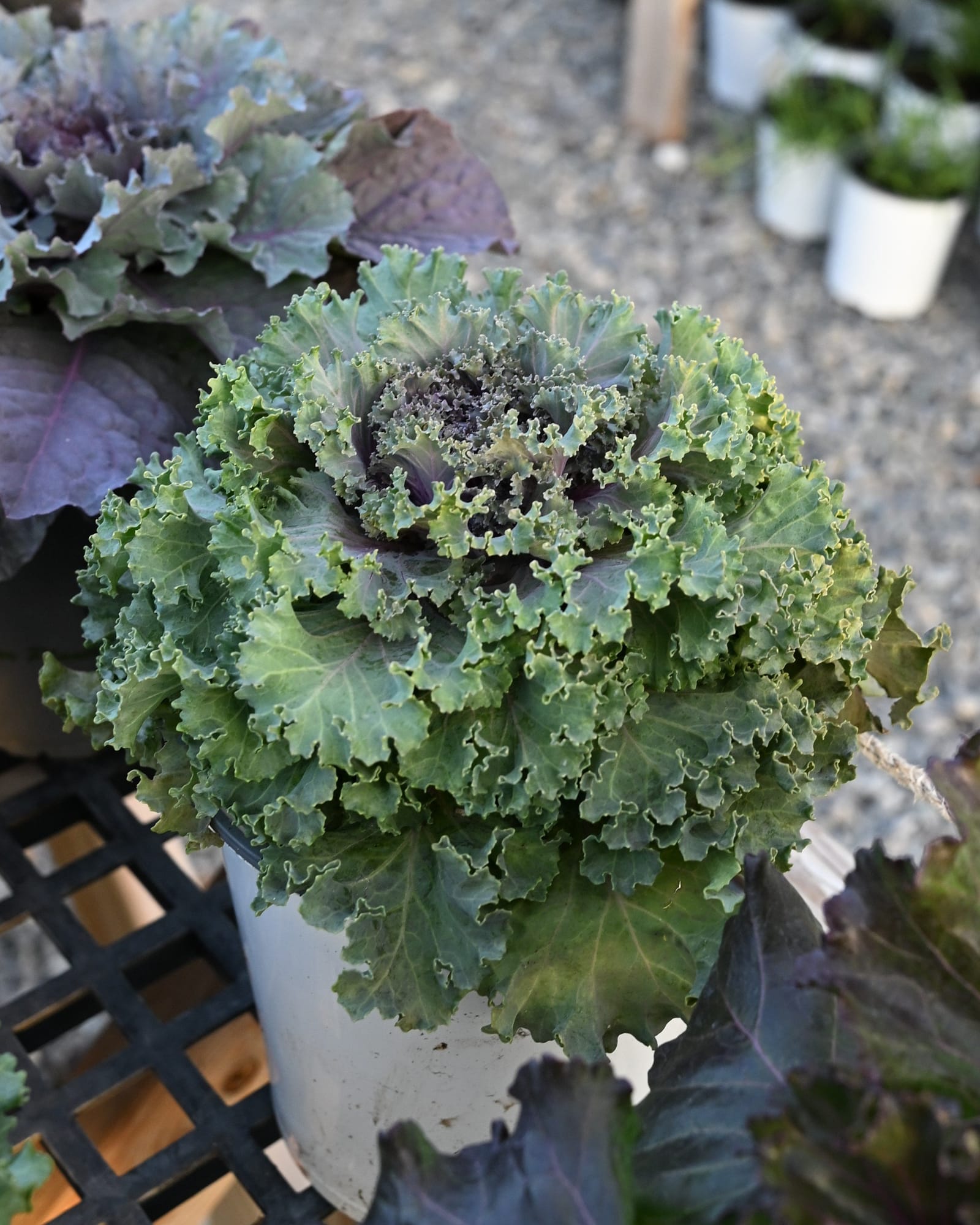 Nagoya Rose Kale - view 5