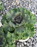 Nagoya Rose Kale - Main Image