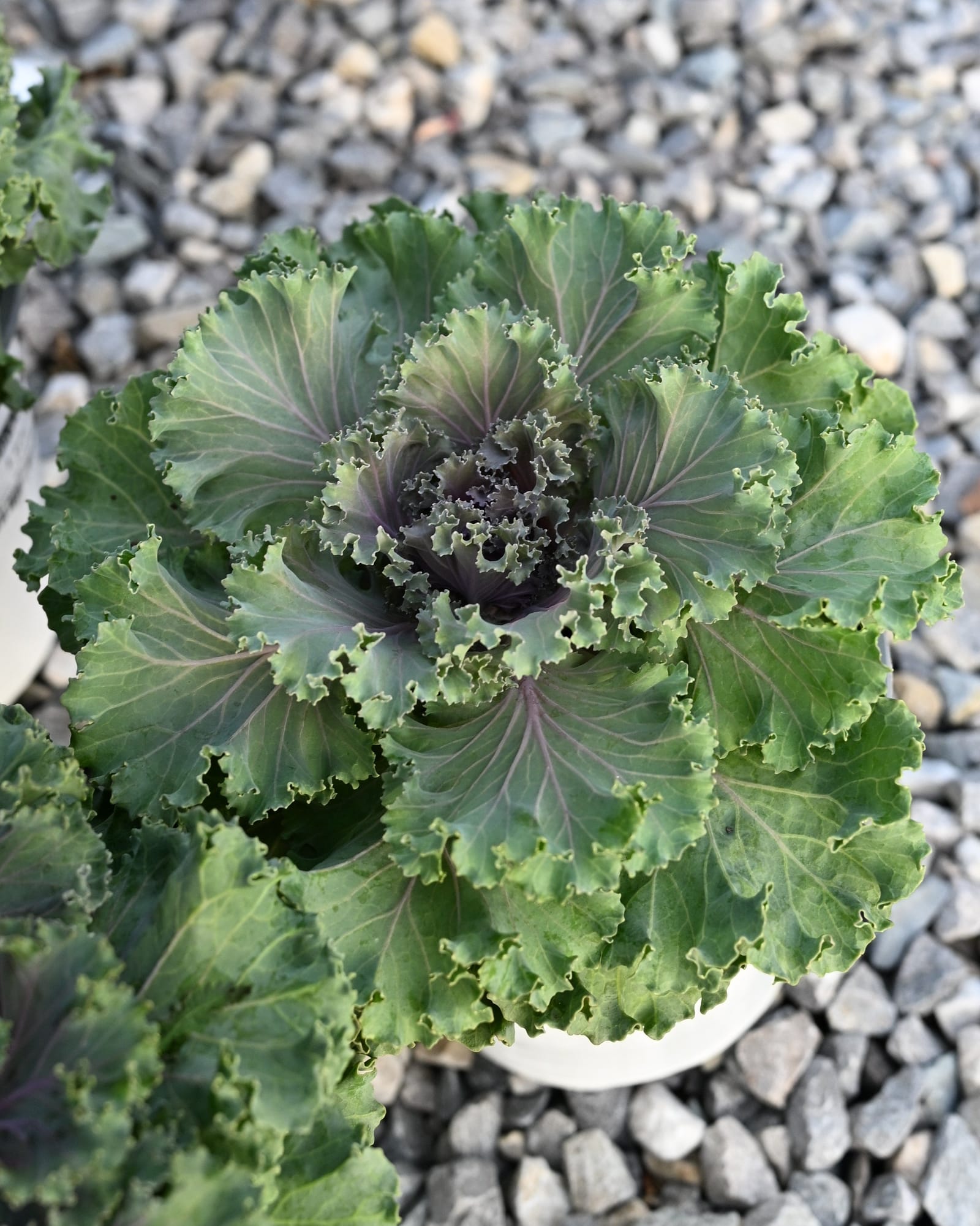 Nagoya Rose Kale