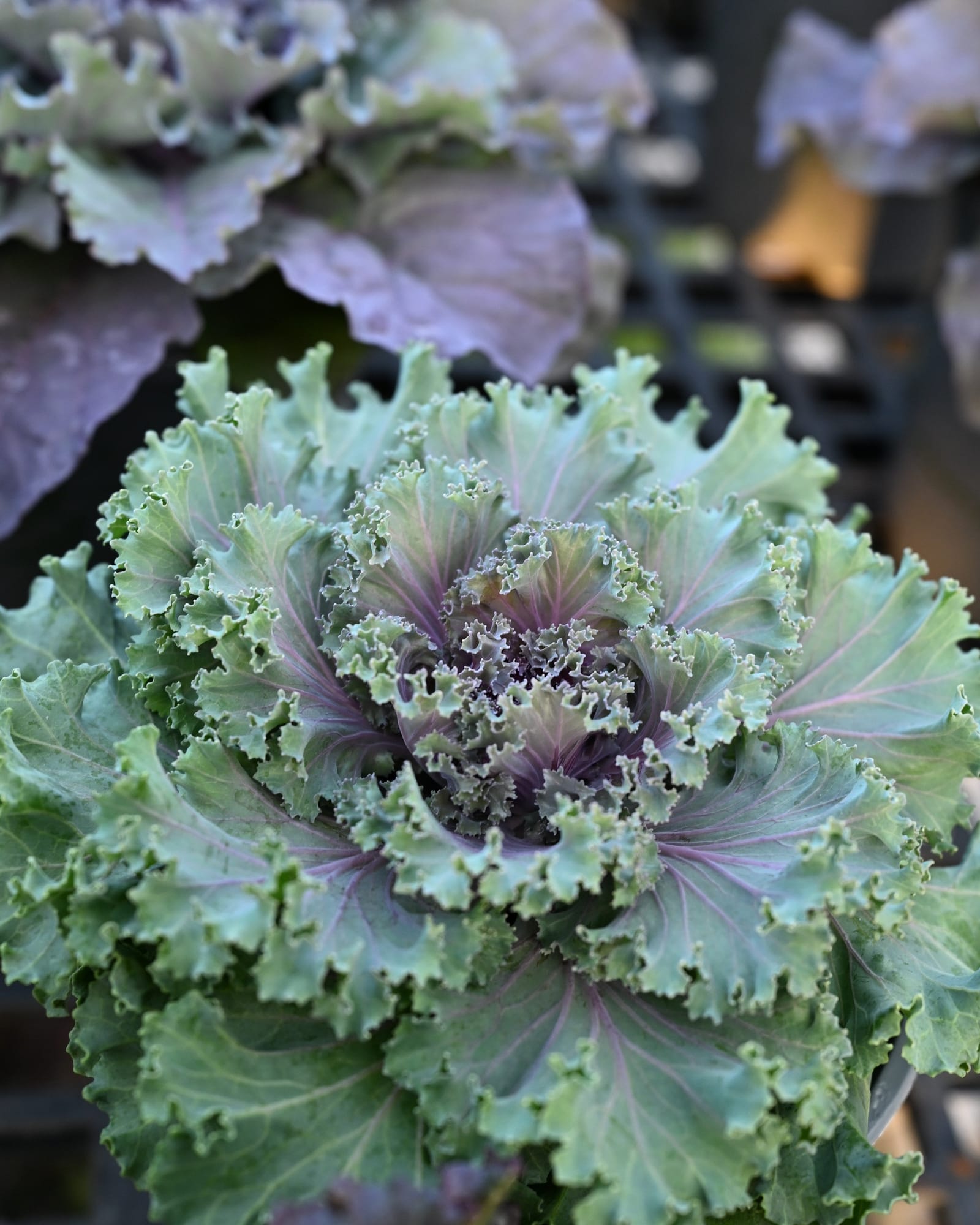 Nagoya Rose Kale - view 4