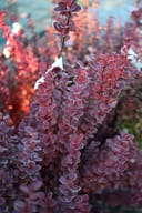 Orange Rocket Barberry with dense purple-red foliage and upright branching