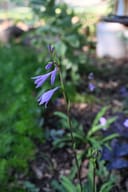 Party Streamers Hosta with slender stems and drooping lavender flowers in a shaded garden bed