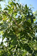 Pawnee Pecan tree branch with green pecans and narrow leaves against a blue sky