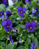 Penny Pro Deep Blue Viola - Main Image