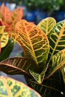 Petra Croton with orange, yellow and green veined leaves in a nursery container