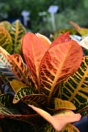 Petra Croton with vivid orange, red and yellow veined leaves in a nursery container