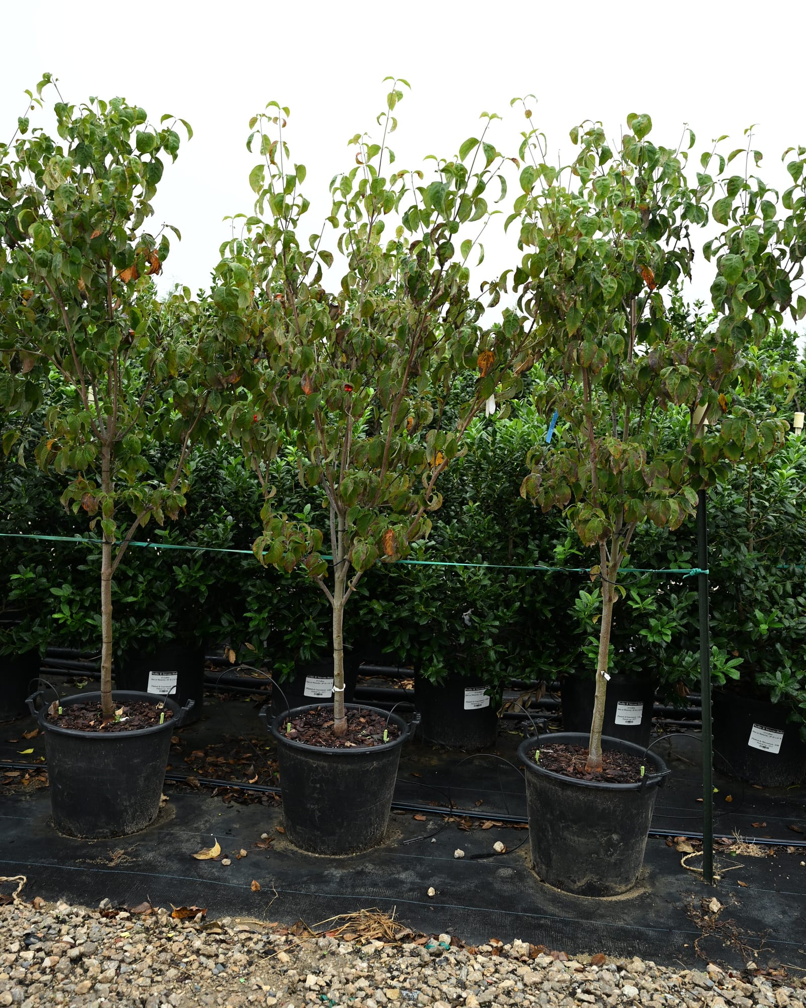 Pink Dogwood - view 5