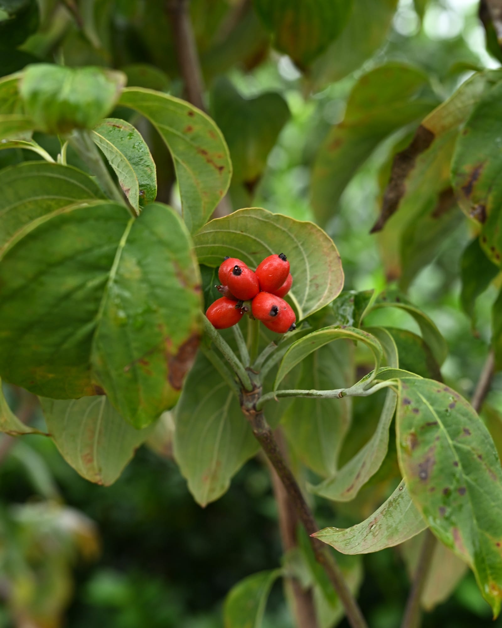 Pink Dogwood - view 3