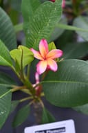 Pink Plumeria with a vibrant pink and yellow flower among broad green leaves