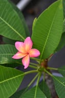 Pink Plumeria with vibrant pink and yellow petals surrounded by broad green leaves