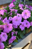 Pretty Flora Pink Pearl Petunia - Image 3