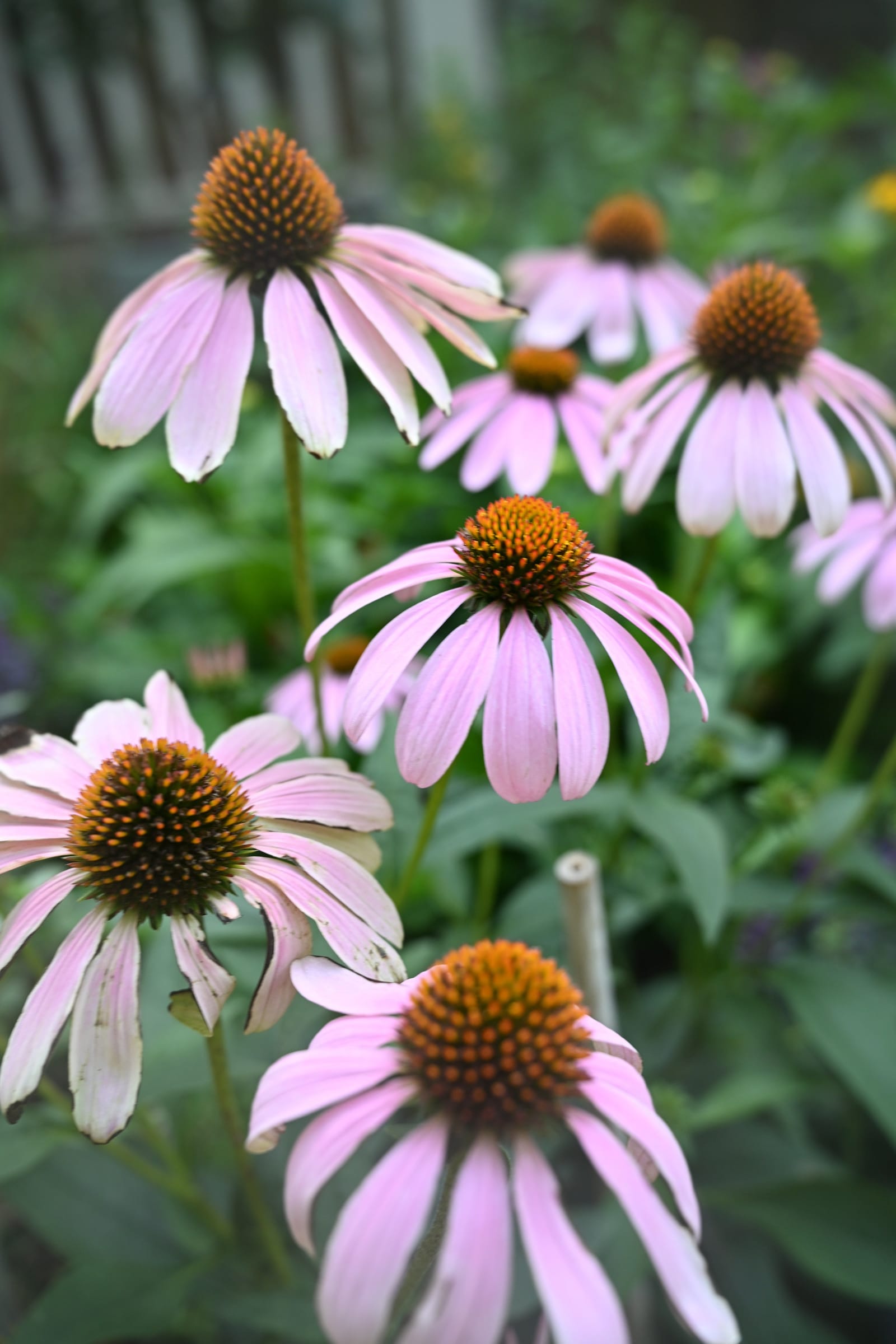 Purple Coneflower - view 4