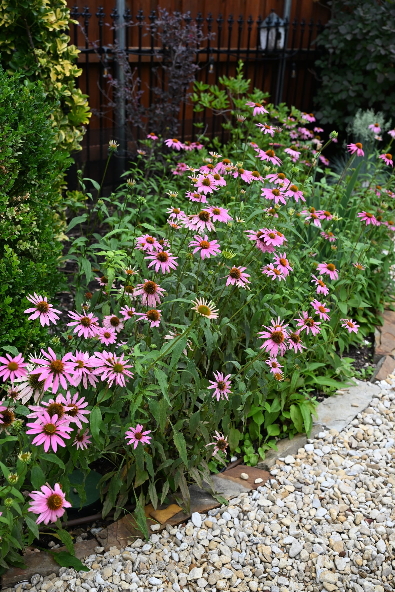 Purple Coneflower - view 3