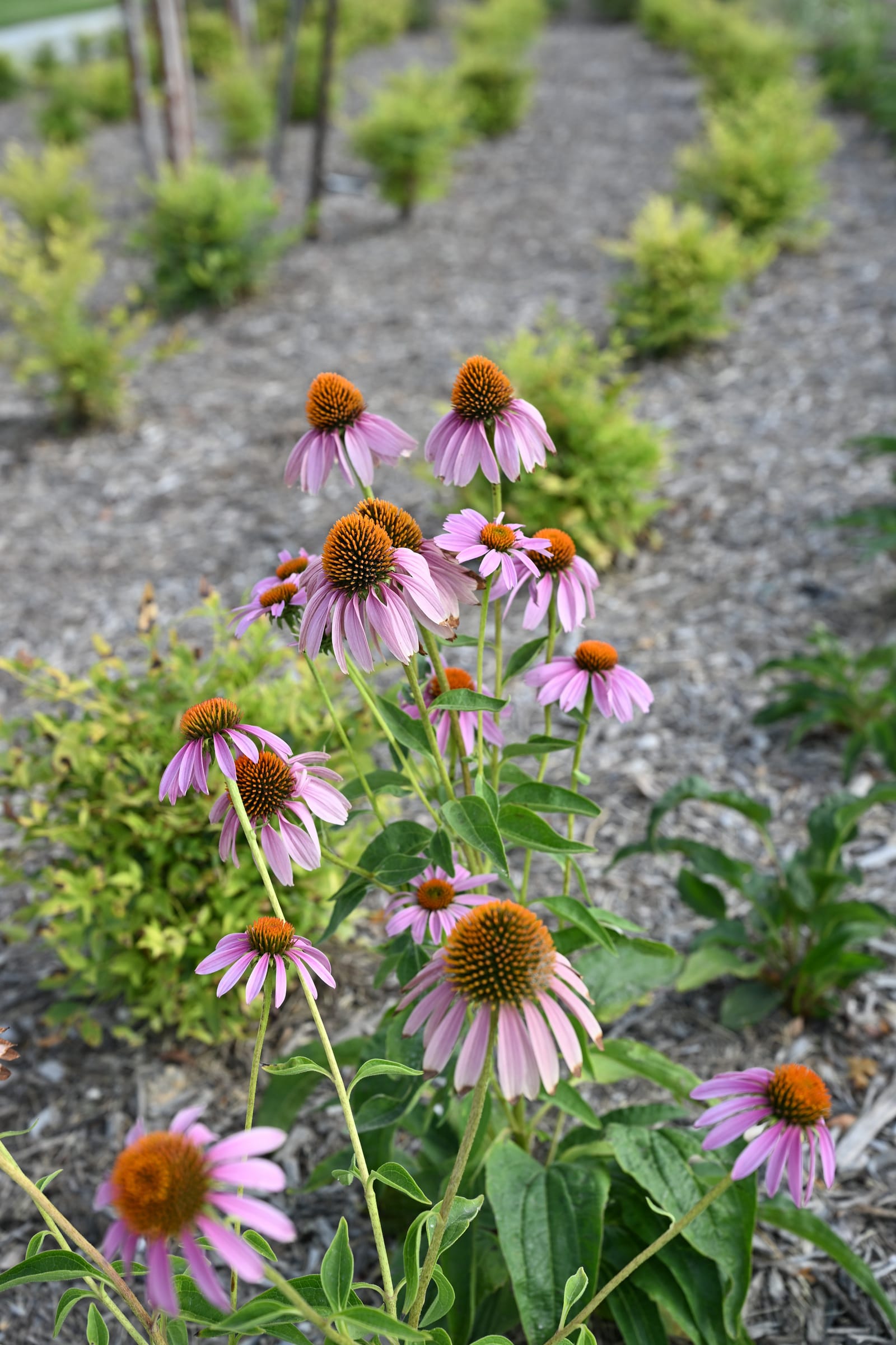 Purple Coneflower - view 2