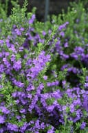 Purple Rain Texas Sage covered in purple flowers with green foliage