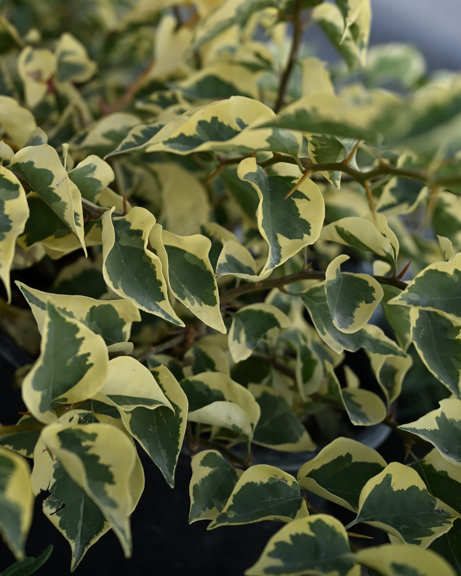 Raspberry Ice Bougainvillea - Main Image