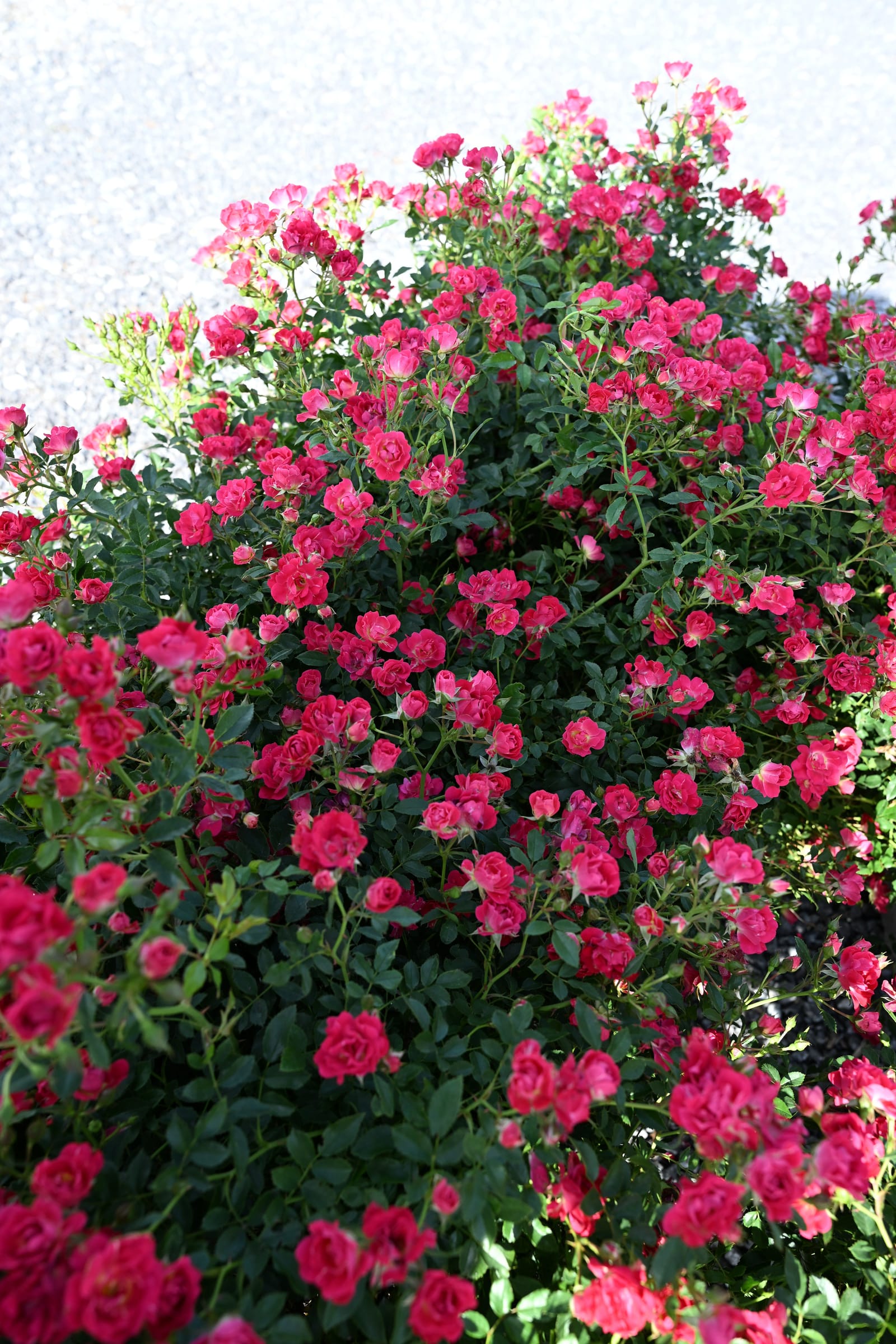 Red Drift Rose - view 2