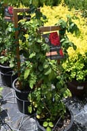 Red Eden Climbing Rose Trellis: Red Eden Climbing Rose trained on a wooden trellis in a nursery container