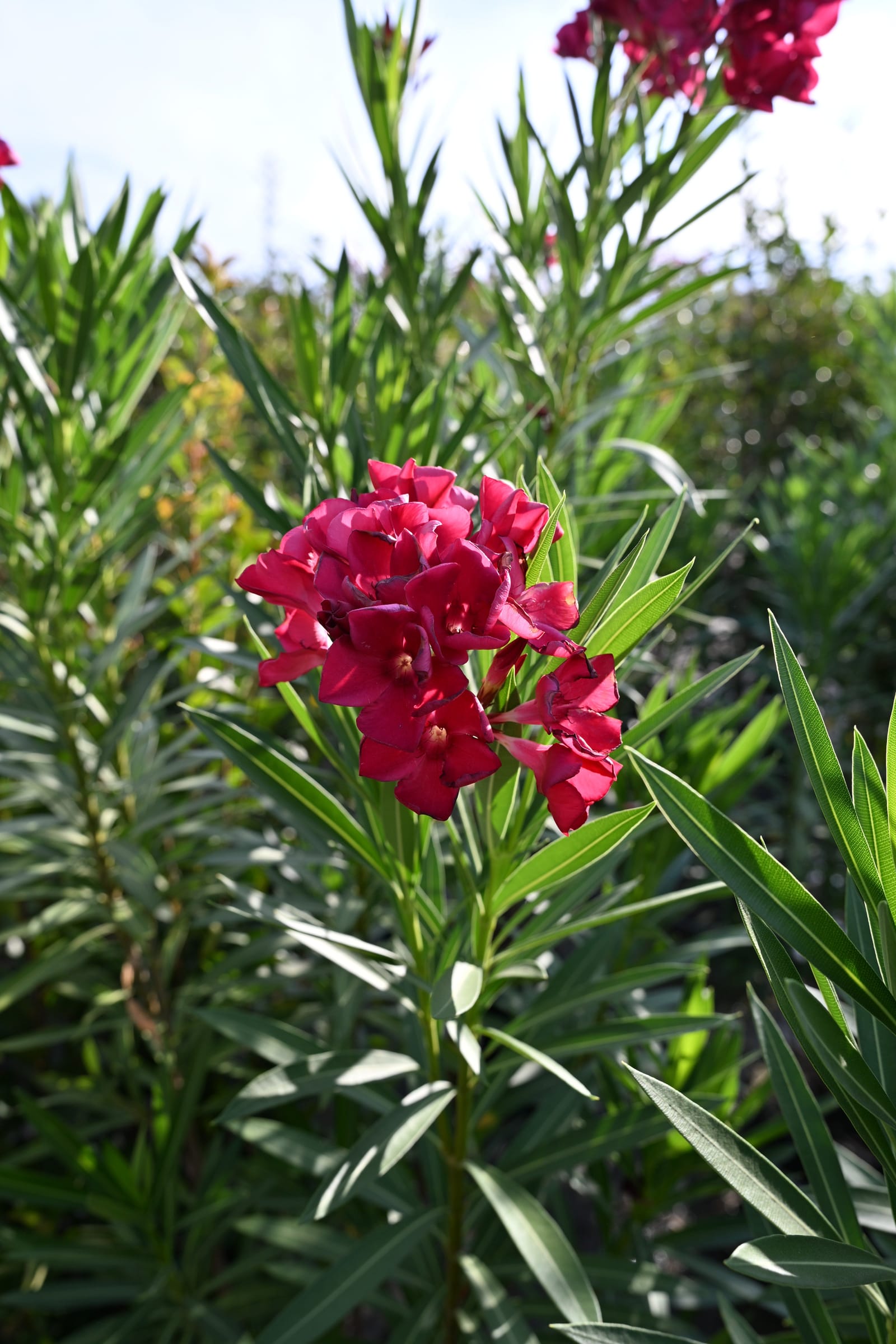 Red Oleander