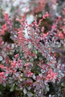 Royal Burgundy Barberry with burgundy foliage and bright pink new growth